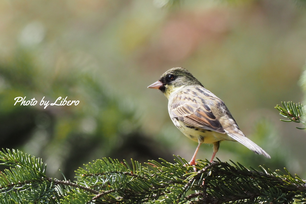 野鳥_Apr2024