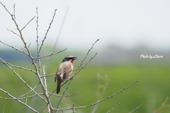 野鳥_May2024