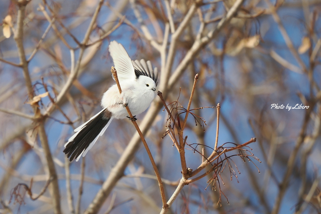 野鳥_Dec2024