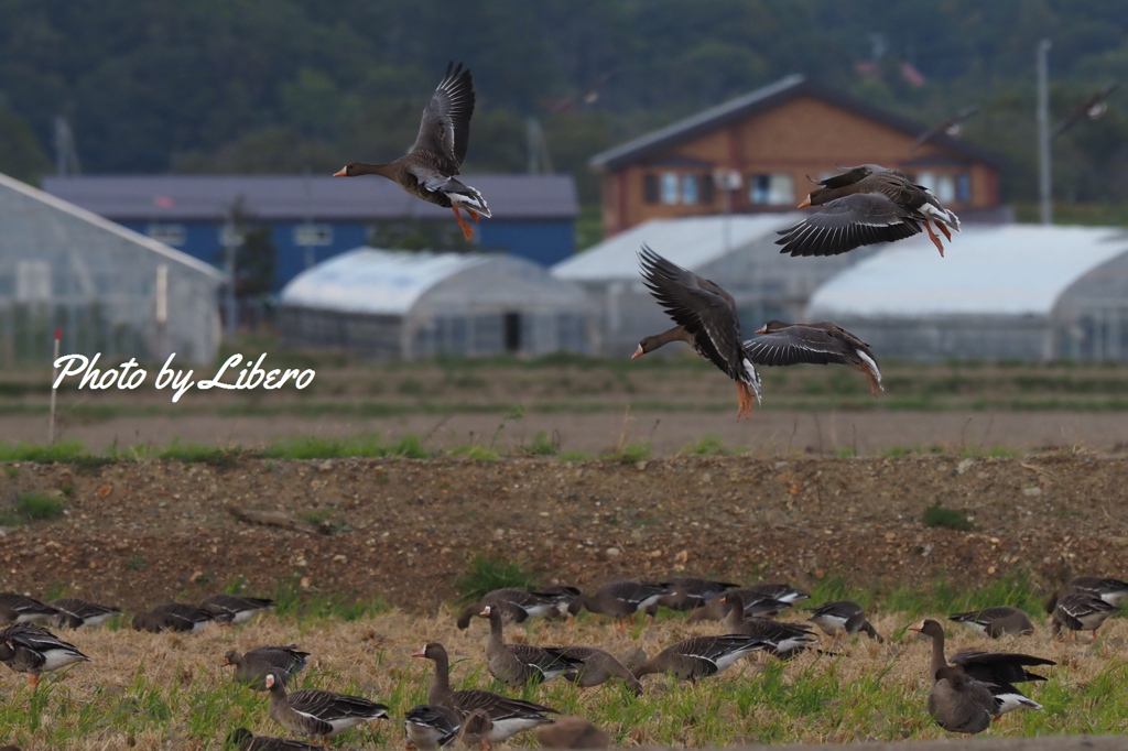 野鳥_Sep29,23’