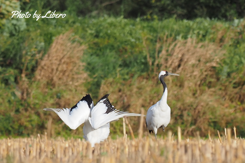 野鳥_Sep20,23’