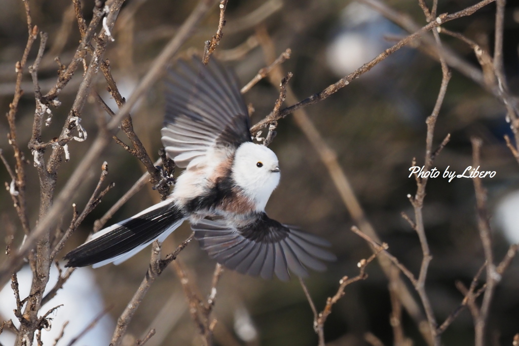 野鳥_Jan2024