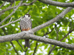 野鳥_Jul2024