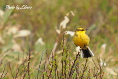 野鳥_May25,23’