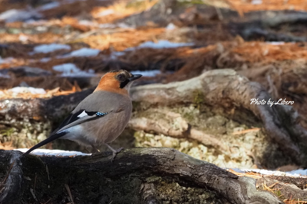 野鳥_Feb12,21'