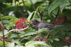 野鳥_Aug2024