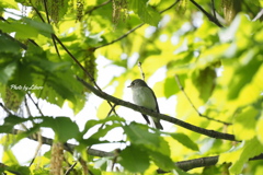 野鳥_May2024