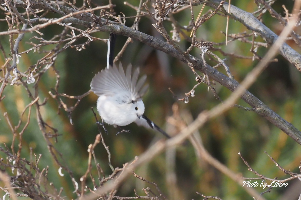 野鳥_Jan2024