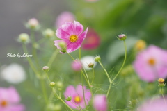 花_Sep2024