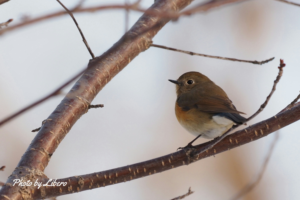 野鳥_Apr2024