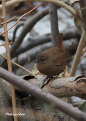 野鳥_Apr2024