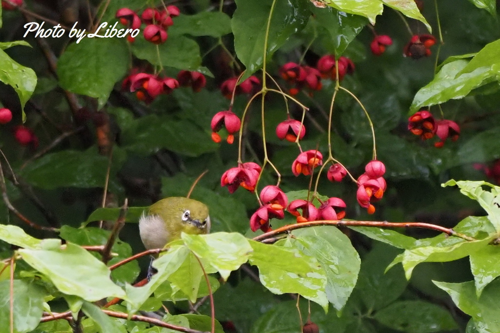 野鳥_Sep28,23'