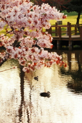 風景_May2025