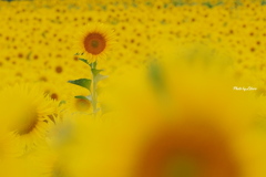 花_Aug2025