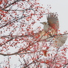 野鳥_Dec2024