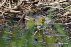 野鳥_May2024