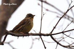 野鳥_May5,21'