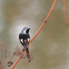 野鳥_Apr2025