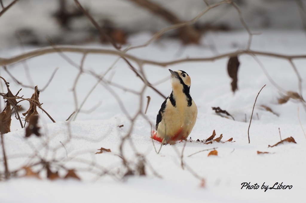 野鳥_Dec14,23'