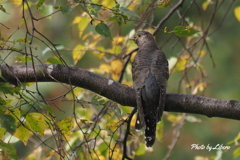 野鳥_Oct14,23'