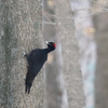 野鳥_Dec2024
