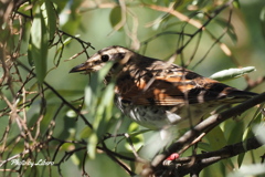野鳥_Oct13,23'