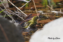 野鳥_Apr2024