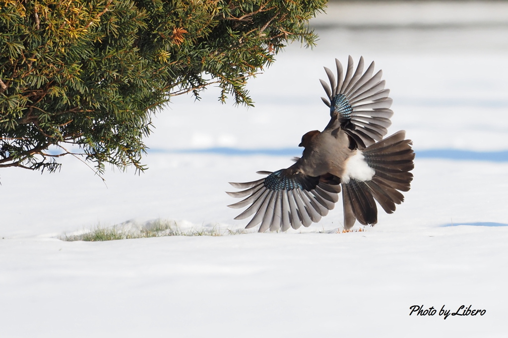 野鳥_Dec20,23'