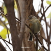 野鳥_Nov2024