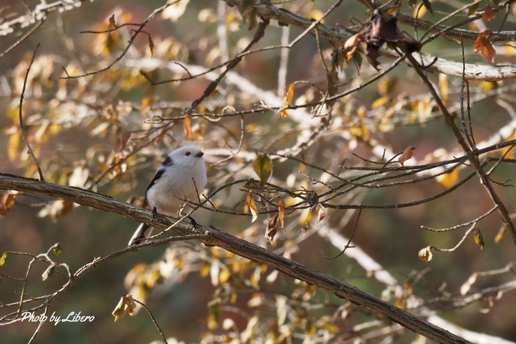 野鳥_Nov9,23'