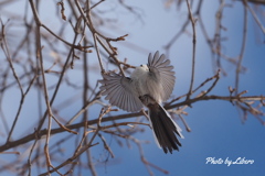 野鳥_Mar2024