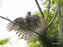 野鳥_Jun2024