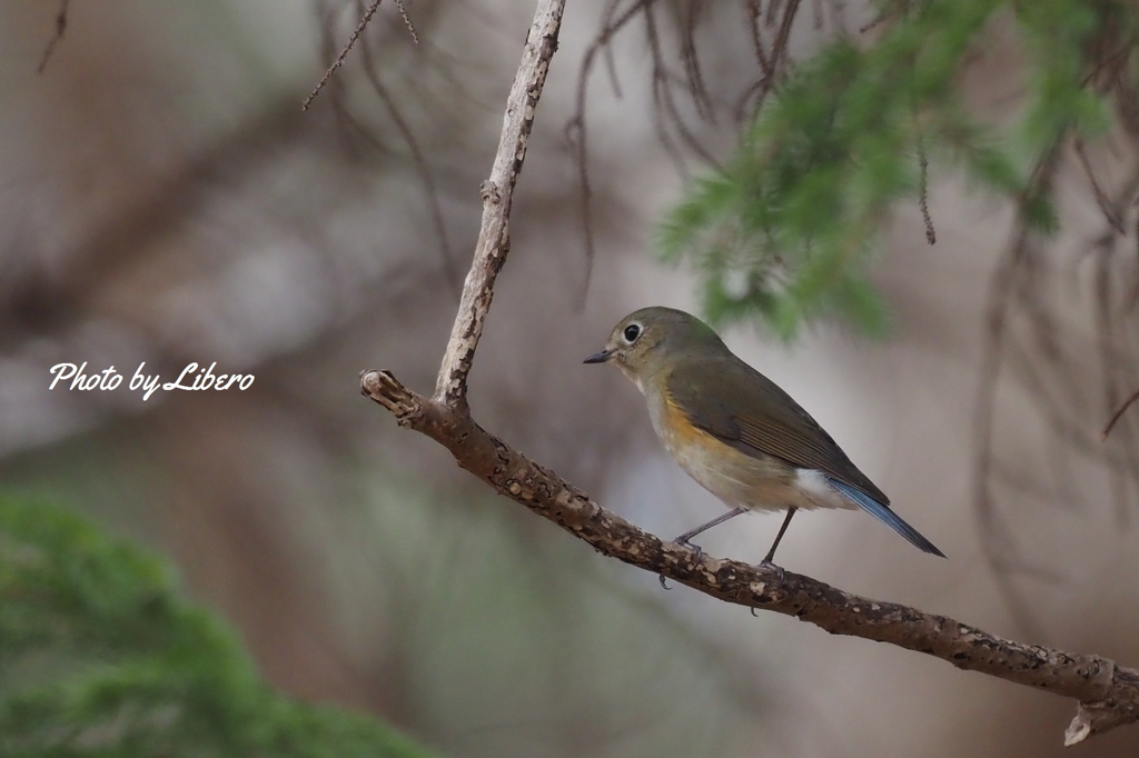 野鳥_Apr2024