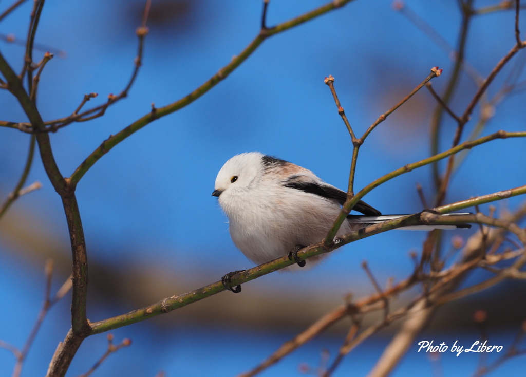 野鳥_Nov29,23'