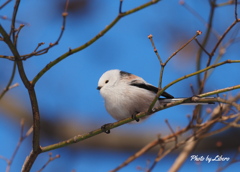 野鳥_Nov29,23'