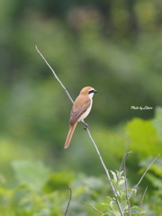 野鳥_Jul2024