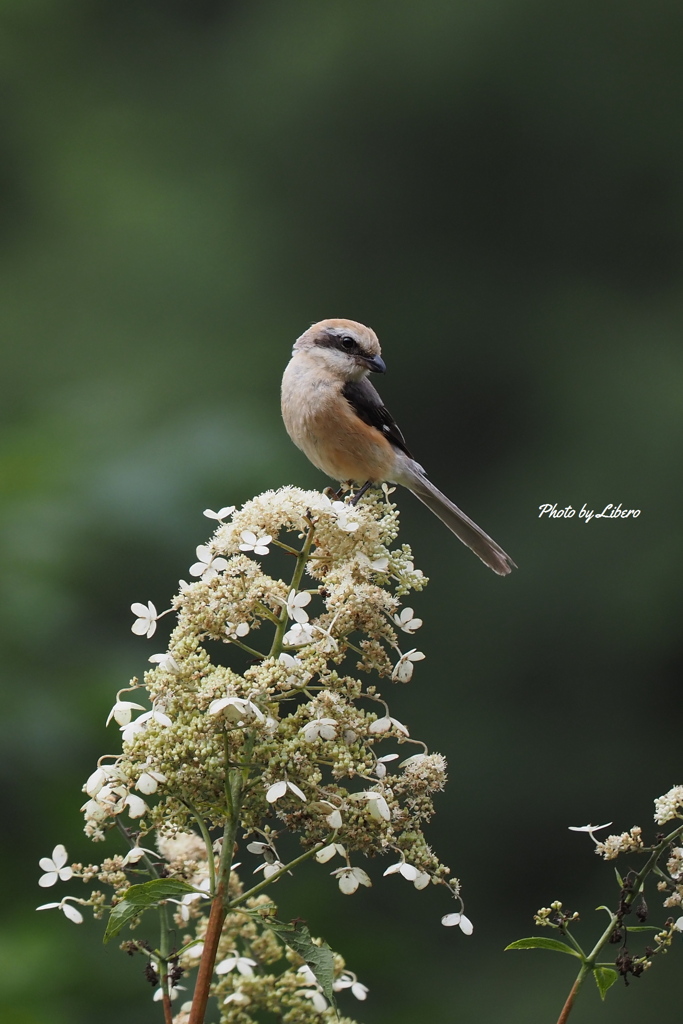 野鳥_Jul2024