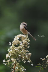 野鳥_Jul2024