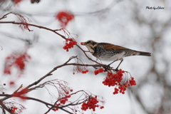 野鳥_Dec2024