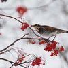 野鳥_Dec2024