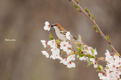 野鳥_May2025