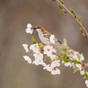 野鳥_May2025