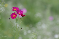 花_Sep2025