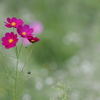 花_Sep2025