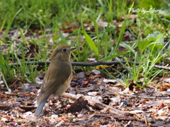 野鳥_May8,21’