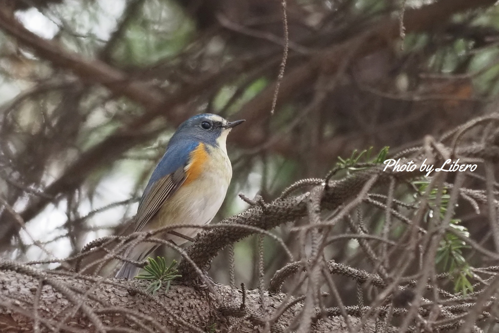 野鳥_Apr2024