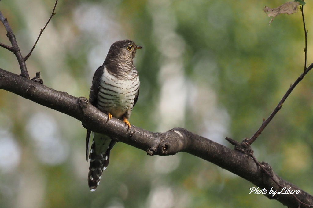 野鳥_Oct14,23'