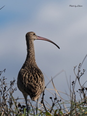 野鳥_Sep21,20’