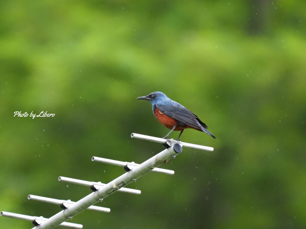 野鳥_Jul2024