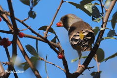 野鳥_Oct13,23'